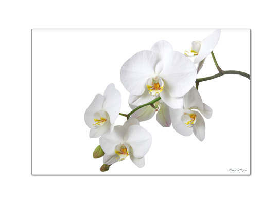 Prostírání bílá Orchidej