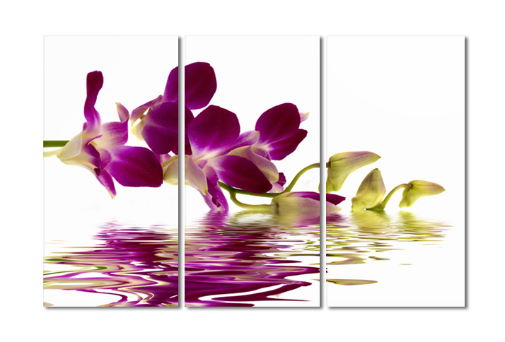 Moderní obrazy - Orchidej na vodní hladině